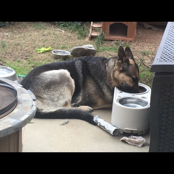 I’m a 59 year old mother of 3 and Nana to 8. My pictures are of my 3 protectors. - Picture 7 of 11